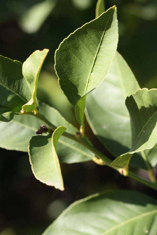            Sun leaves (Persian SPB-7, Riverside, CA)   